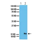 Merck Anti-phospho-H2A.X (Ser139) Antibody