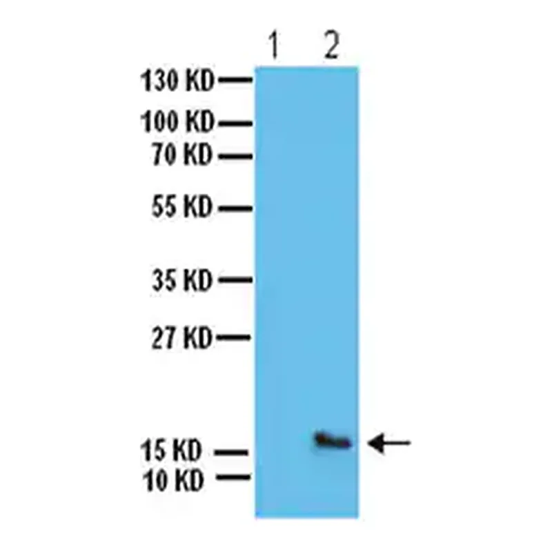 Merck Anti-phospho-H2A.X (Ser139) Antibody
