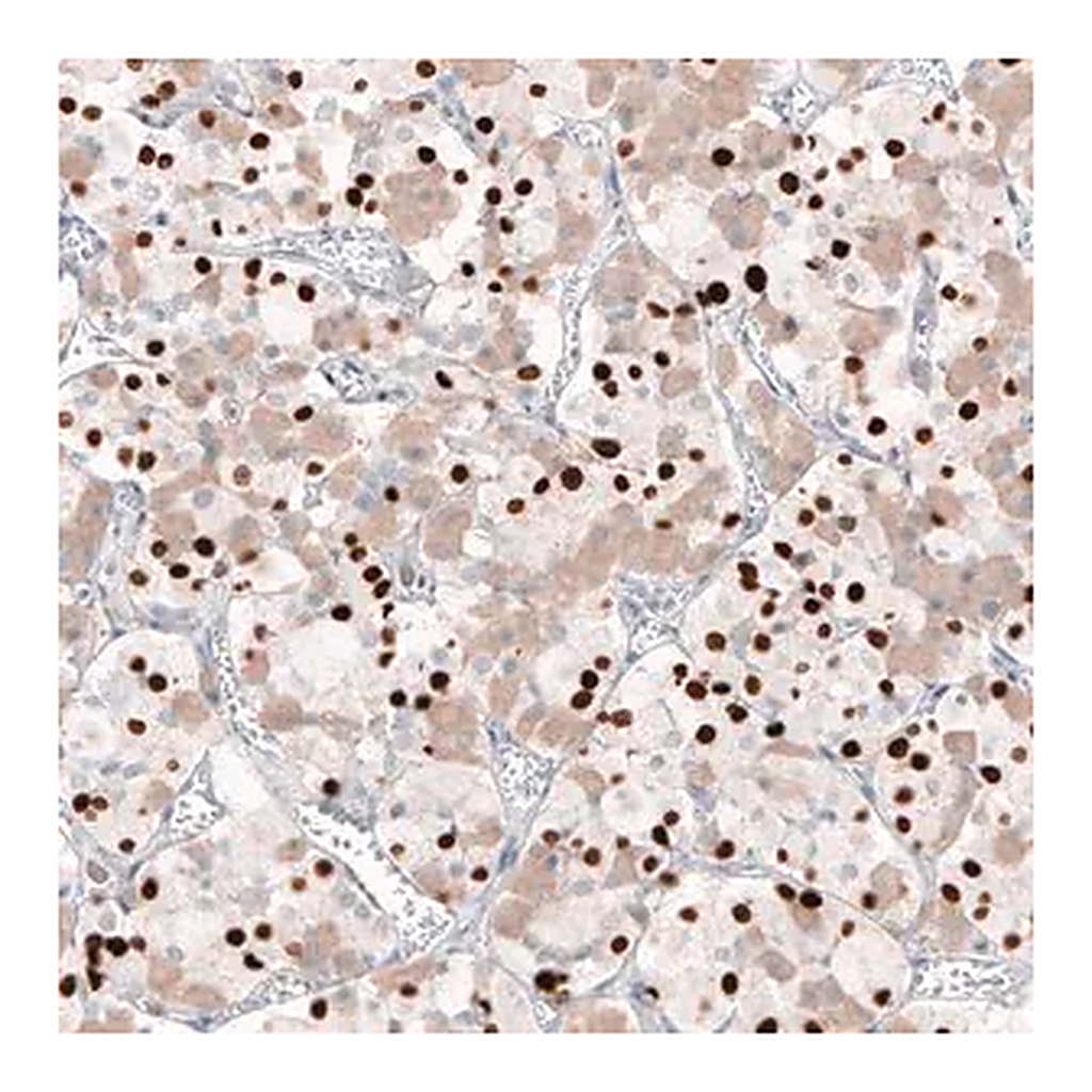 Merck Monoclonal Anti-TBX19 antibody produced in mouse
