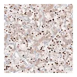 Merck Monoclonal Anti-TBX19 antibody produced in mouse