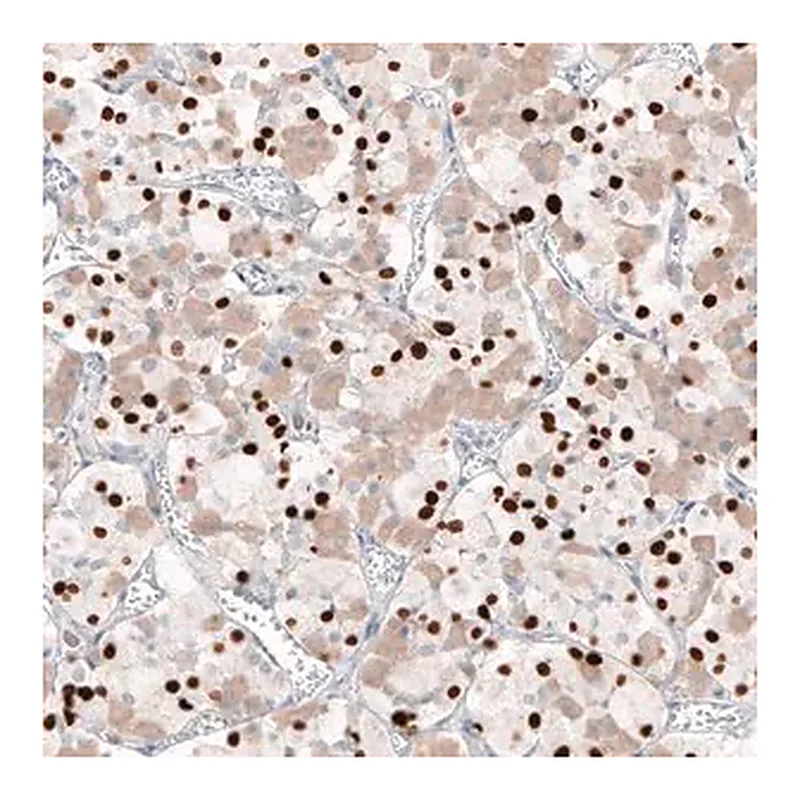 Merck Monoclonal Anti-TBX19 antibody produced in mouse