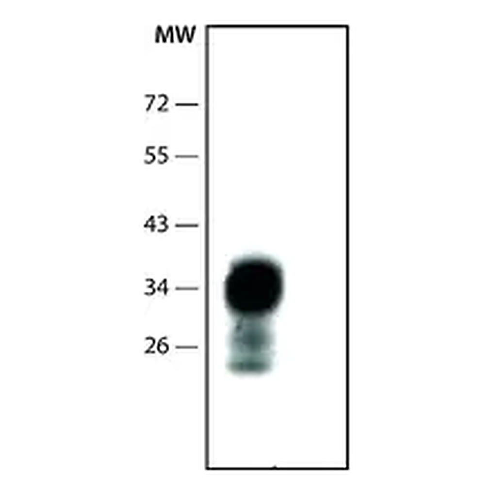 Merck Anti-Prion Protein antibody, Mouse monoclonal