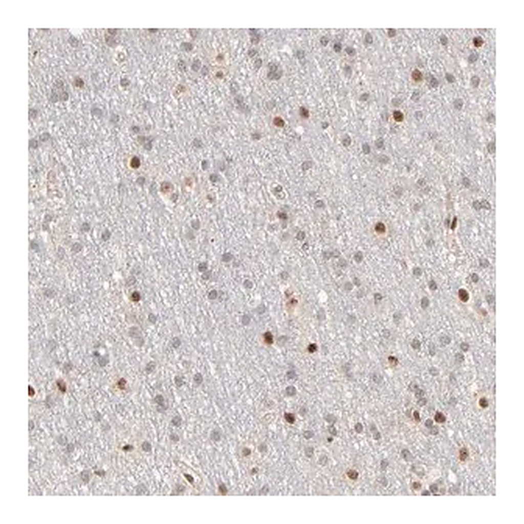 Merck Anti-NFIB antibody produced in rabbit