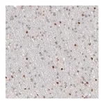 Merck Anti-NFIB antibody produced in rabbit