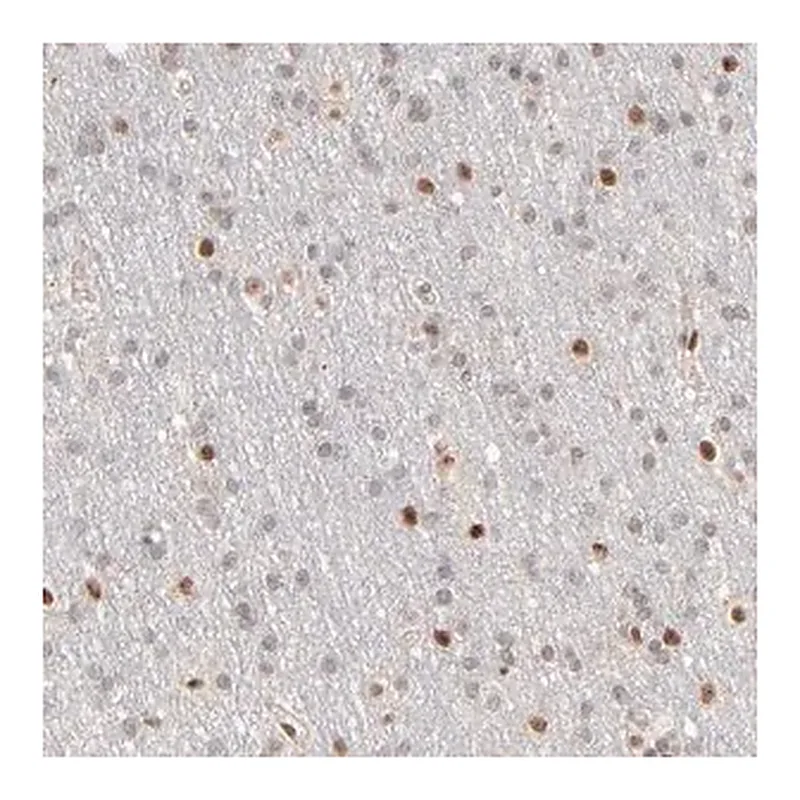 Merck Anti-NFIB antibody produced in rabbit