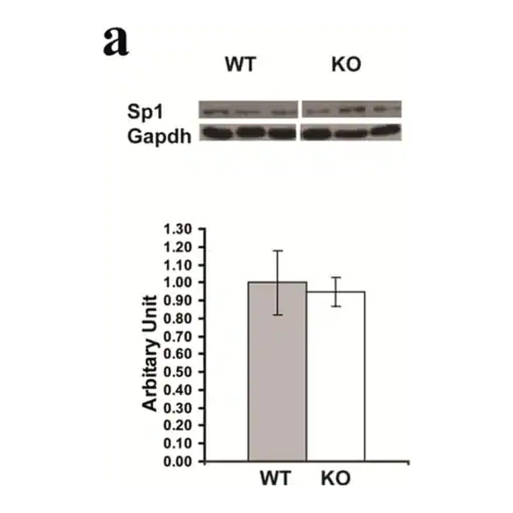 Merck Anti-Sp1 Antibody