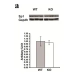 Merck Anti-Sp1 Antibody