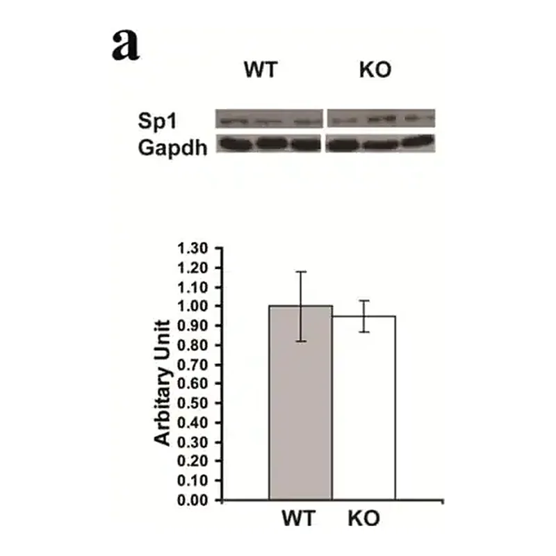 Merck Anti-Sp1 Antibody