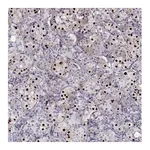 Merck Anti-TBX19 antibody produced in rabbit
