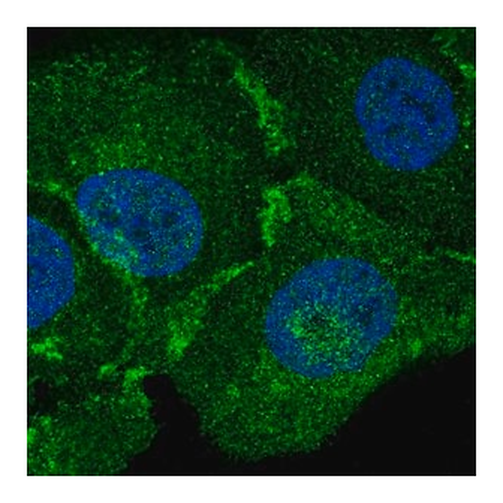 Merck Anti-MBP antibody produced in rabbit