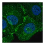 Merck Anti-MBP antibody produced in rabbit