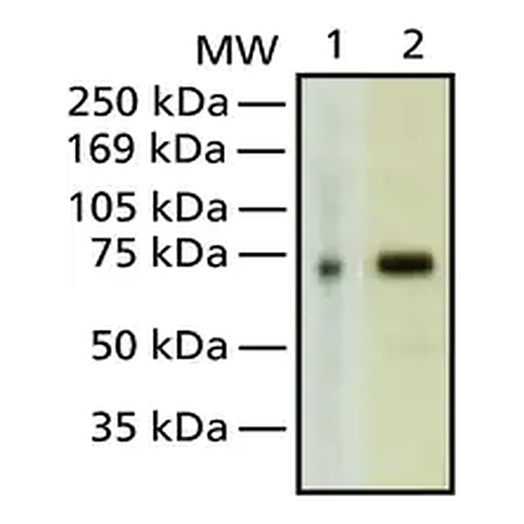 Merck Anti-MeCP2 antibody, Mouse monoclonal