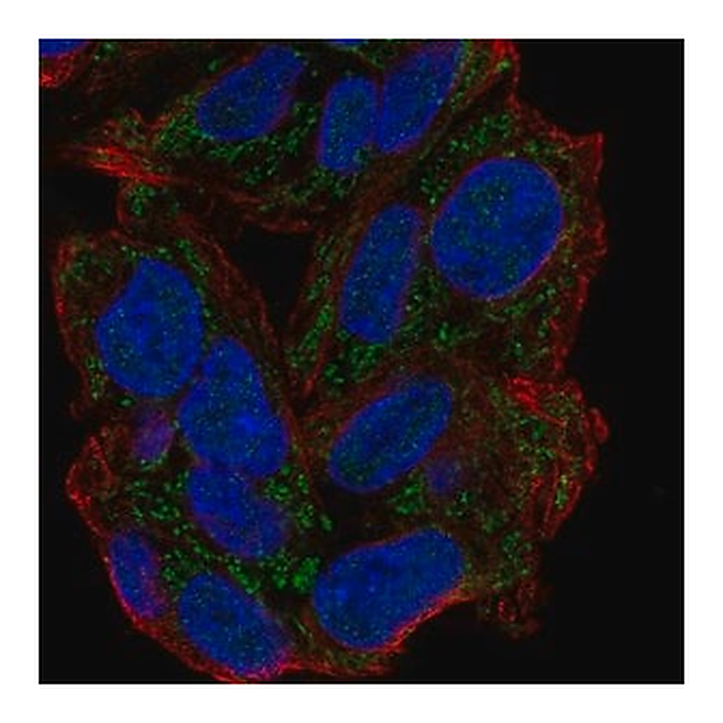 Merck Anti-GPAM antibody produced in rabbit