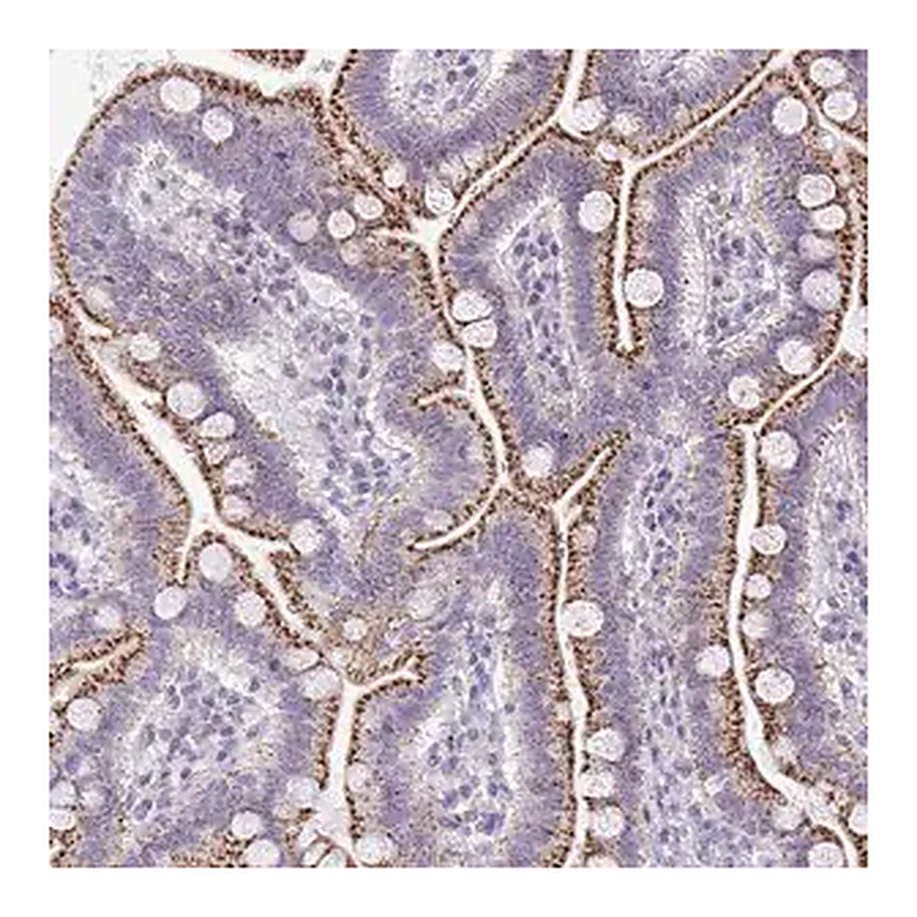 Merck Anti-VPS4B antibody produced in rabbit