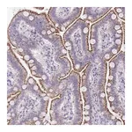 Merck Anti-VPS4B antibody produced in rabbit