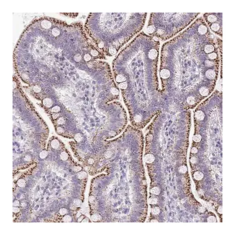 Merck Anti-VPS4B antibody produced in rabbit