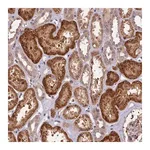 Merck Anti-DNAJB9 antibody produced in rabbit