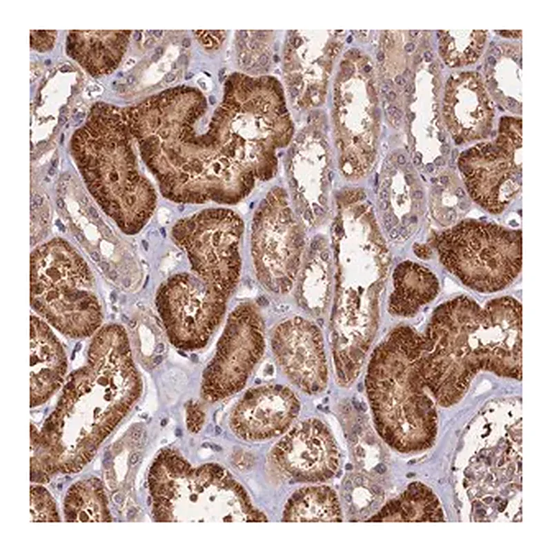 Merck Anti-DNAJB9 antibody produced in rabbit