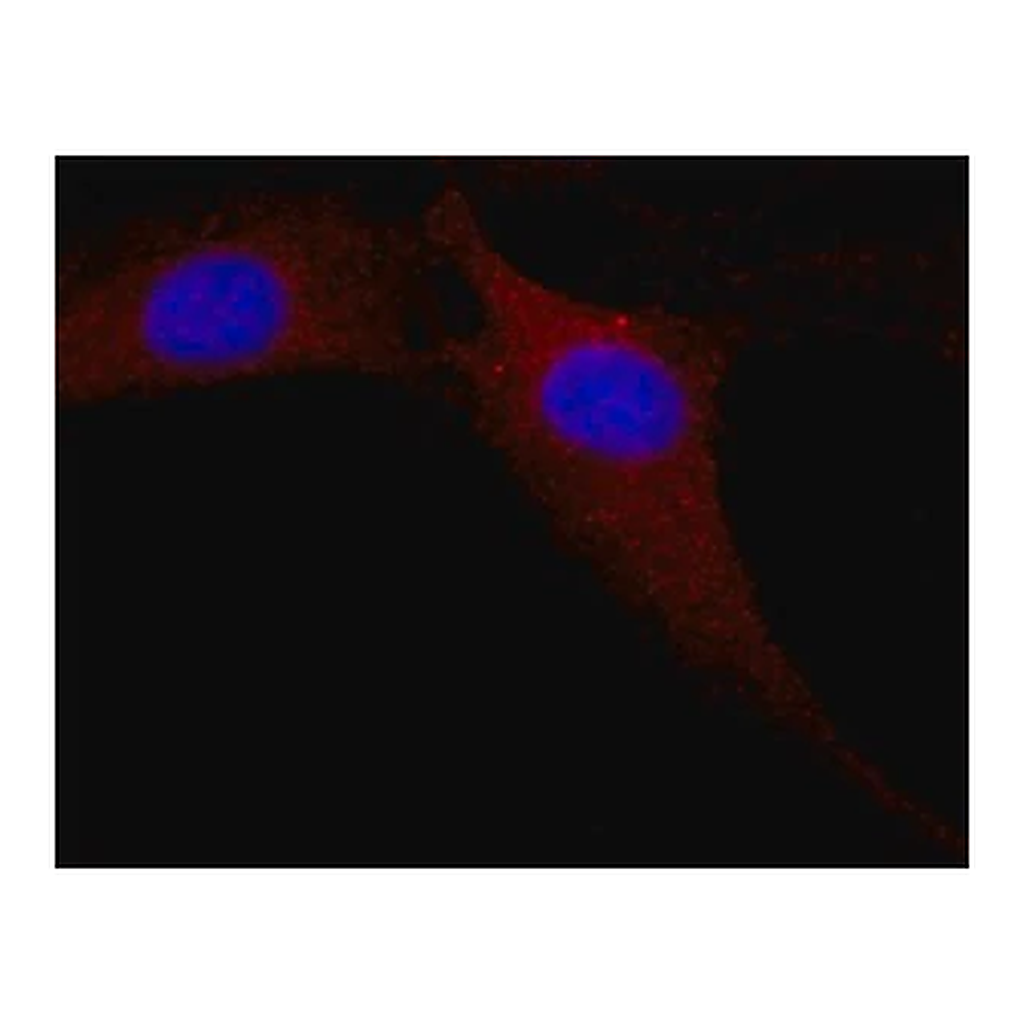 Merck Anti-MAP Kinase, Activated (Diphosphorylated ERK-1&2) antibody, Mouse monoclonal