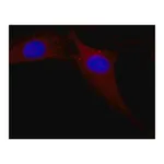Merck Anti-MAP Kinase, Activated (Diphosphorylated ERK-1&2) antibody, Mouse monoclonal