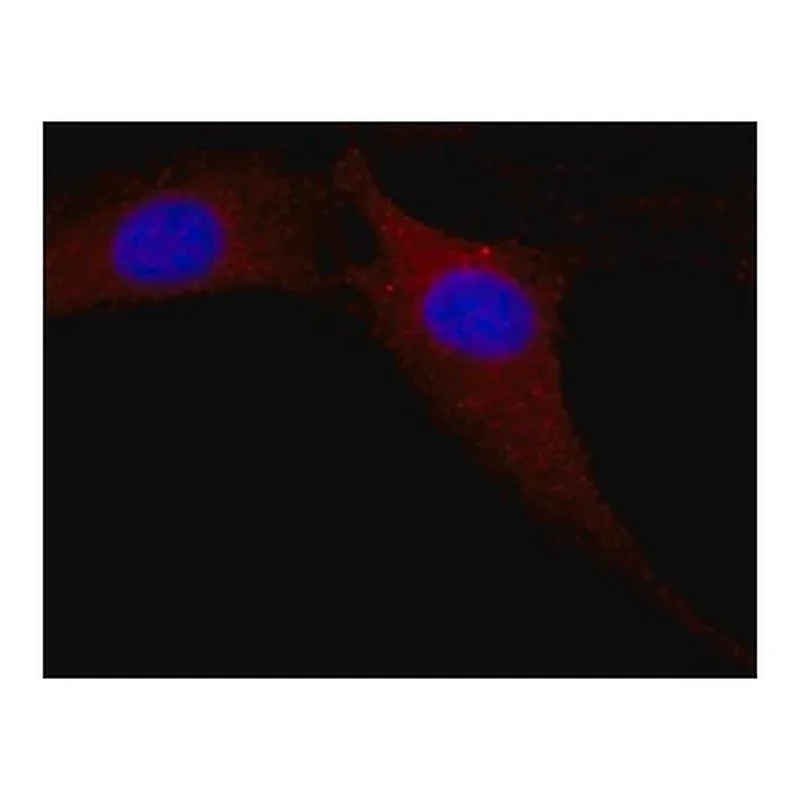 Merck Anti-MAP Kinase, Activated (Diphosphorylated ERK-1&2) antibody, Mouse monoclonal