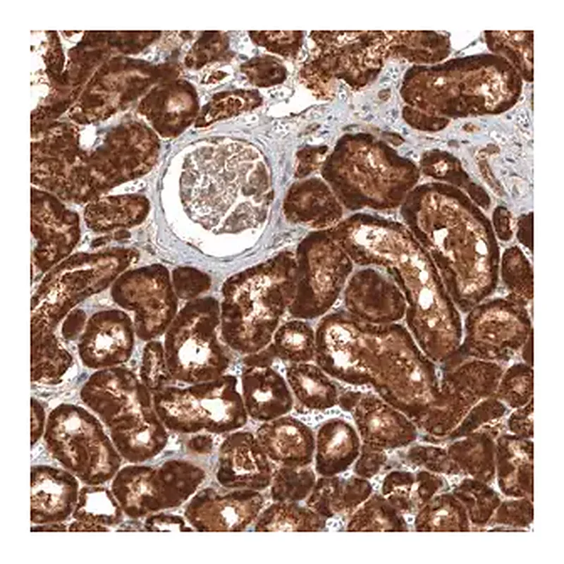 Merck Anti-MICU1 antibody produced in rabbit