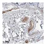 Merck Anti-PDGFC antibody produced in rabbit