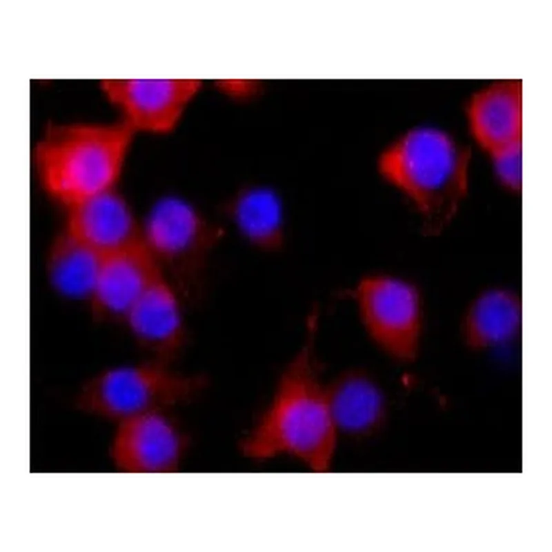Merck Monoclonal Anti-Nitric Oxide Synthase, Inducible antibody produced in mouse