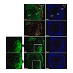 Merck Anti-Ki-67 Antibody, clone Ki-S5