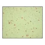 Merck Anti-β-Amyloid antibody, Mouse monoclonal