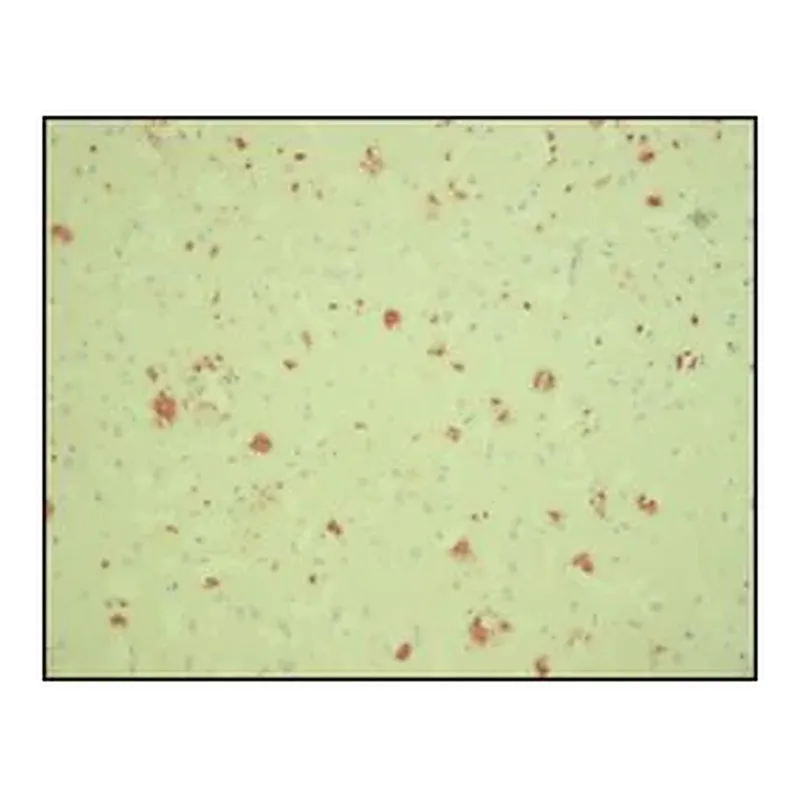 Merck Anti-β-Amyloid antibody, Mouse monoclonal