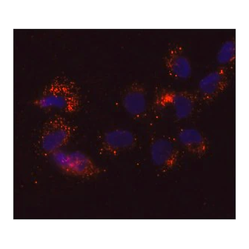 Merck Anti-DDX6 antibody, Mouse monoclonal