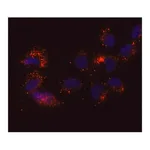 Merck Anti-DDX6 antibody, Mouse monoclonal