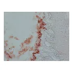 Merck Anti-Cholecystokinin (26-33) (CCK-8) antibody produced in rabbit
