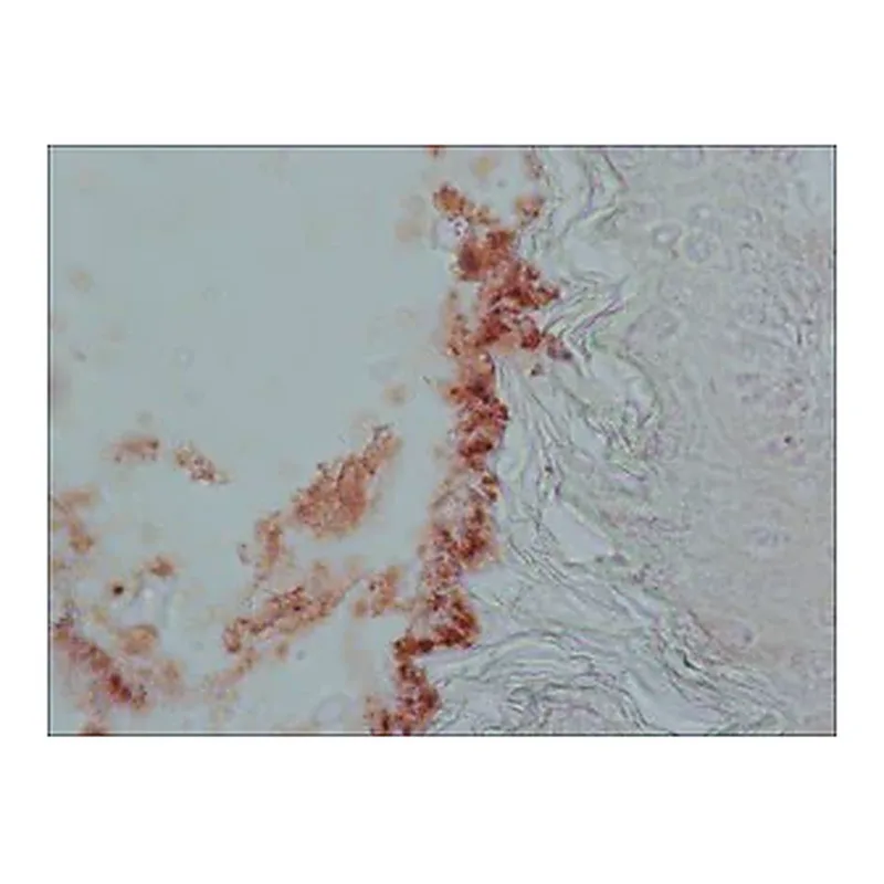 Merck Anti-Cholecystokinin (26-33) (CCK-8) antibody produced in rabbit