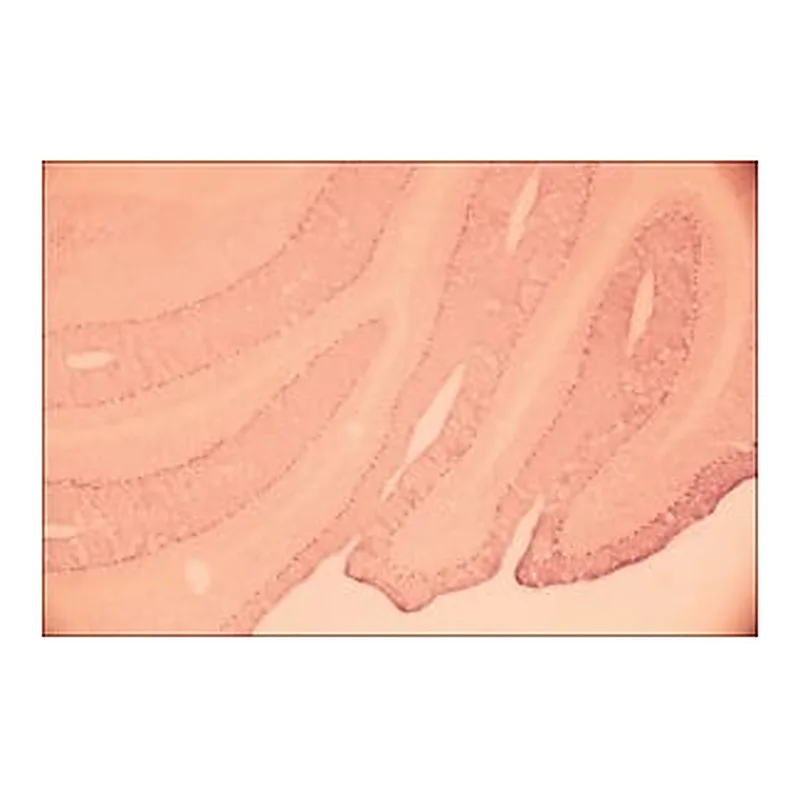Merck Anti-Glutamate Receptor NMDAR1 (NR1) antibody produced in rabbit