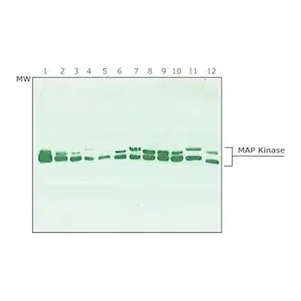 Merck Anti-MAP Kinase (ERK-1, ERK-2) antibody produced in rabbit