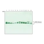 Merck Anti-MAP Kinase (ERK-1, ERK-2) antibody produced in rabbit