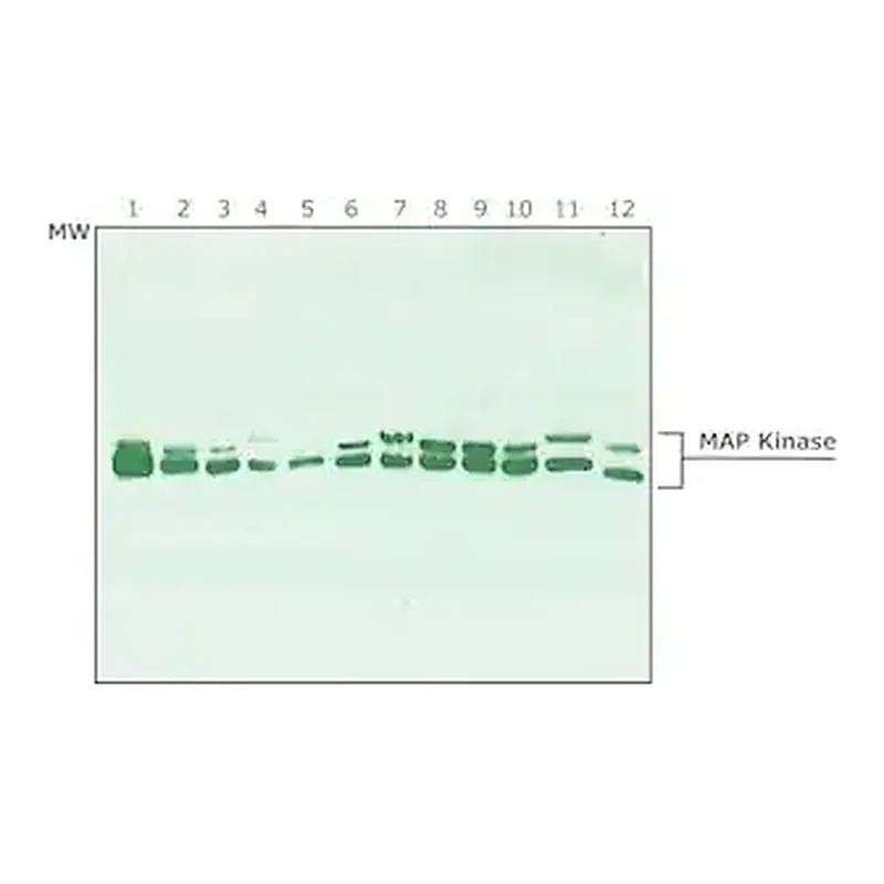 Merck Anti-MAP Kinase (ERK-1, ERK-2) antibody produced in rabbit