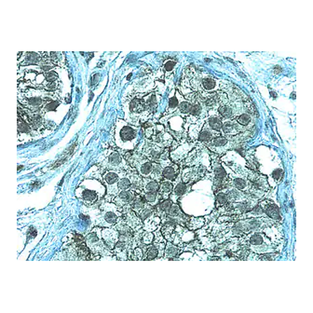 Merck Anti-ZO-1 Antibody