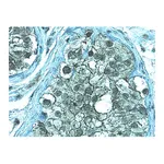 Merck Anti-ZO-1 Antibody