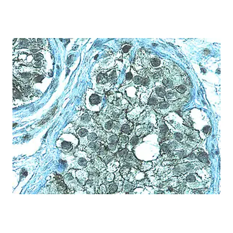 Merck Anti-ZO-1 Antibody