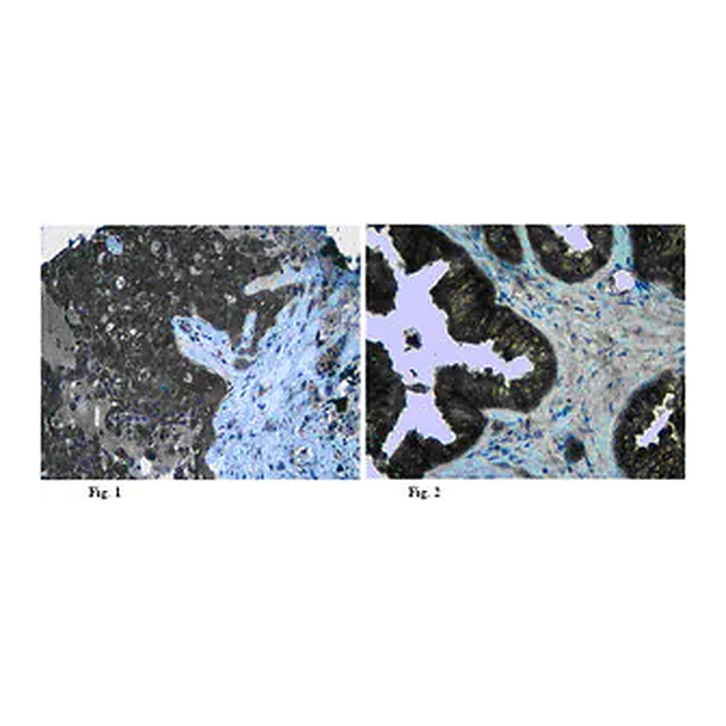 Merck Anti-Claudin-5 Antibody
