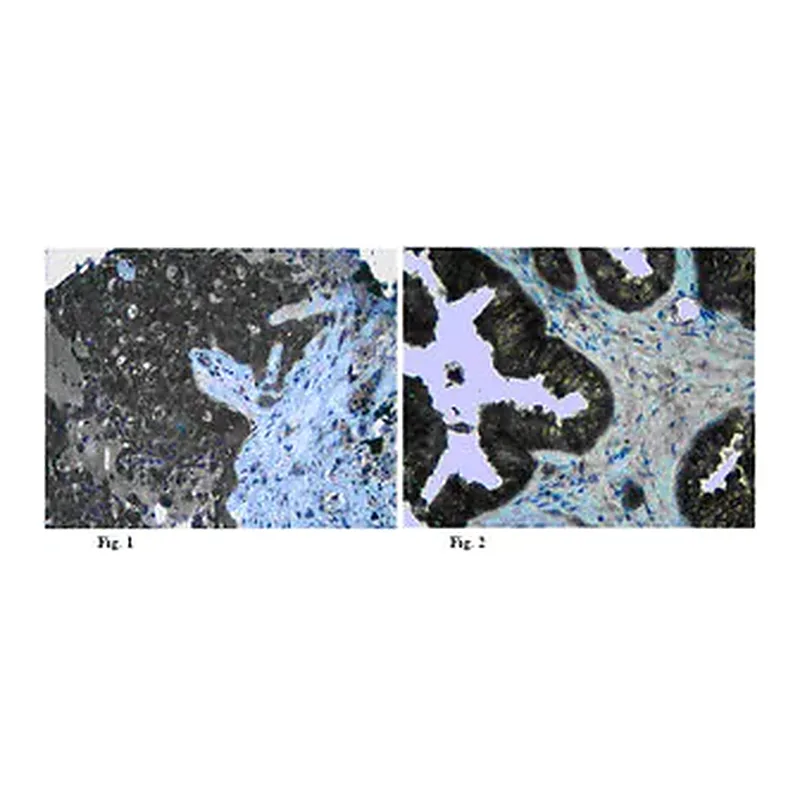 Merck Anti-Claudin-5 Antibody