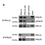 Merck Anti-IFNLR1 antibody produced in rabbit