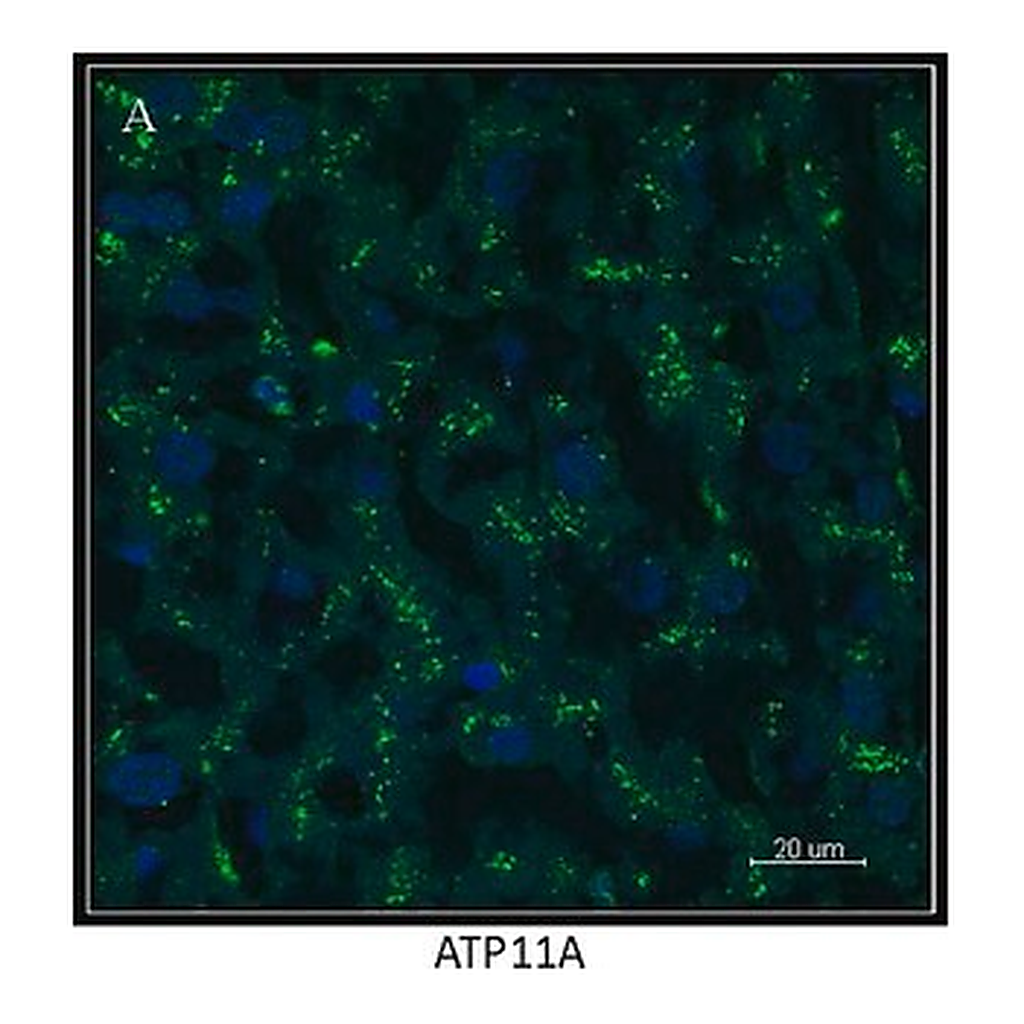 Merck Anti-ATP11A antibody produced in rabbit