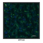 Merck Anti-ATP11A antibody produced in rabbit