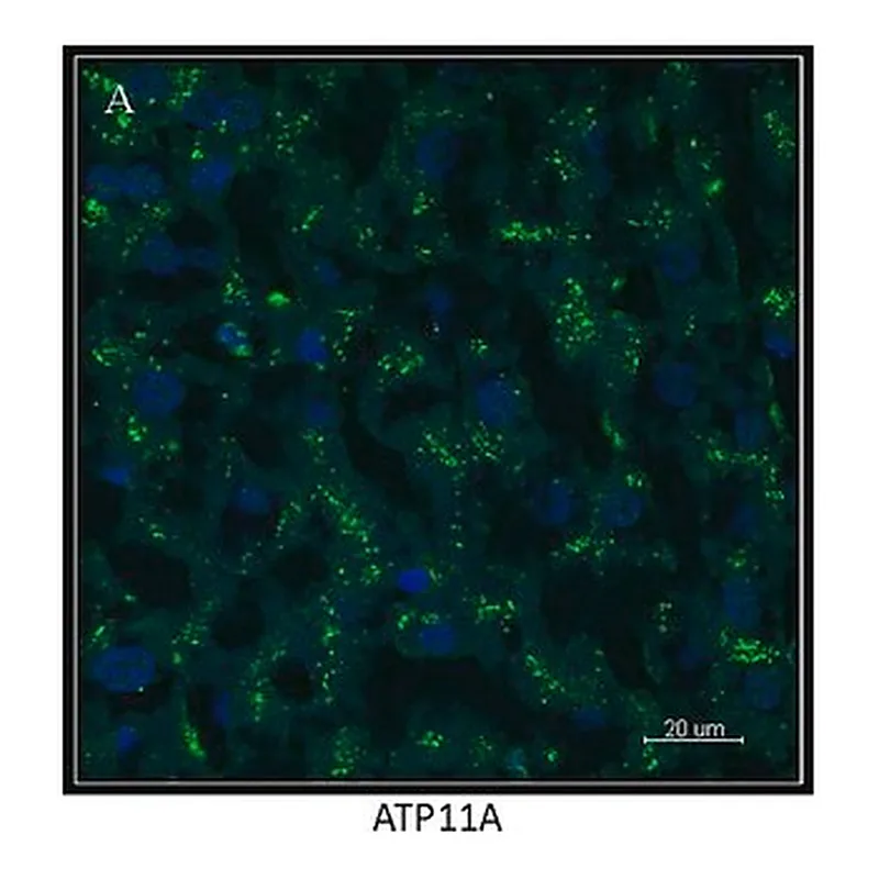 Merck Anti-ATP11A antibody produced in rabbit