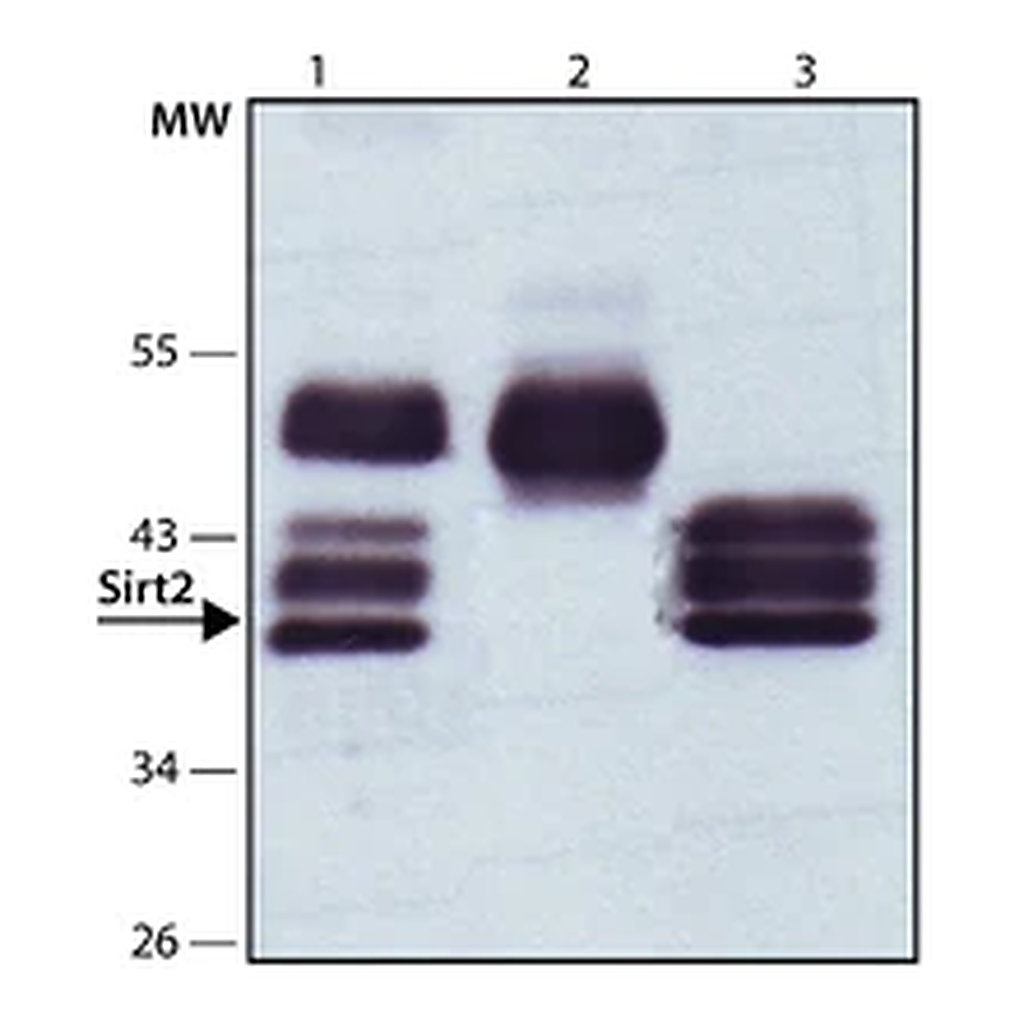 Merck Anti-Sirt2 antibody produced in rabbit