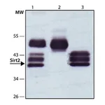 Merck Anti-Sirt2 antibody produced in rabbit